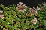 Saxifraga X Urbium